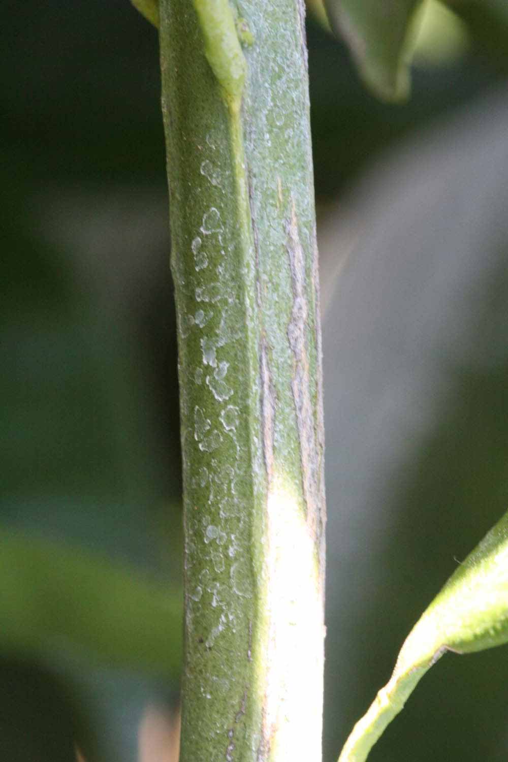              Second - third year twig (Riverside, CA)       